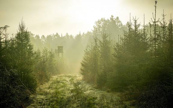 Ein Weg führt durch einen Tannenwald zu einem Hochsitz.
