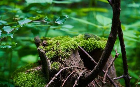 Baumstamm mit Moos überdeckt in einem Wald, Photo by Ingo Doerrie on Unsplash